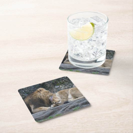 強いライオンの愛 スクエアペーパーコースター (インサイチュ)