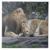 強いライオンの愛 タイル (正面)