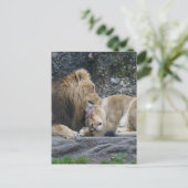 強いライオンの愛 ポストカード (スタンド正面)