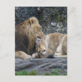 強いライオンの愛 ポストカード (正面)