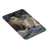 強いライオンの愛 マグネット (右側)