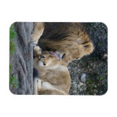 強いライオンの愛 マグネット (横)