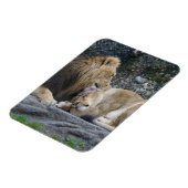 強いライオンの愛 マグネット (左側)