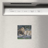 強いライオンの愛 マグネット (インサイチュ (食洗機))