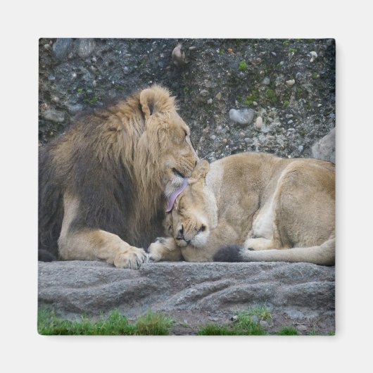 強いライオンの愛 マグネット (正面)