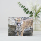 強い虎 ポストカード (スタンド正面)