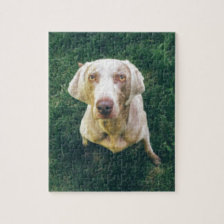 強いWeimaraner ジグソーパズル