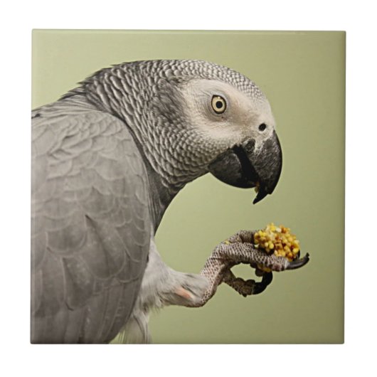 強力なコンゴアフリカ産灰色オウムの鼻 タイル (正面)