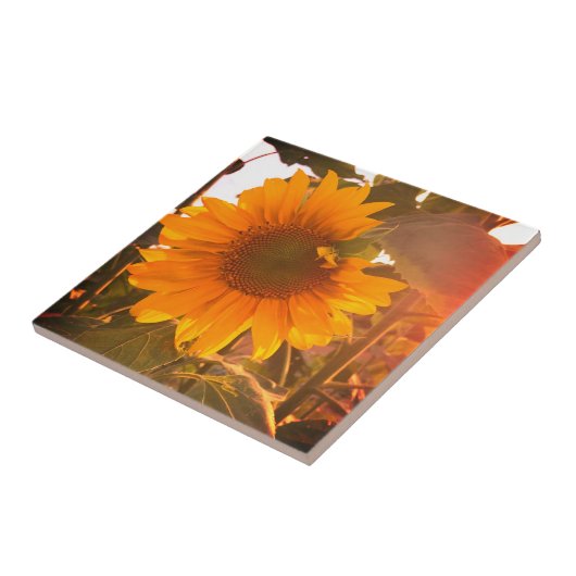 強化ひまわり タイル (側面)