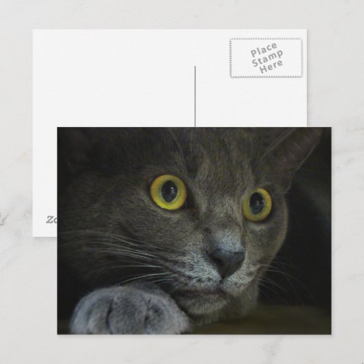 強度はがき ポストカード (正面/裏面)