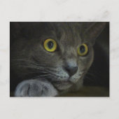 強度はがき ポストカード (正面)