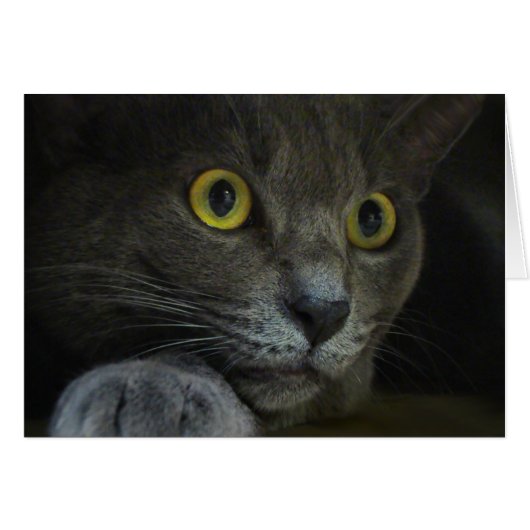 強度カード (正面横)