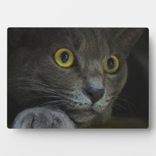 強度写真プラーク フォトプラーク (正面)