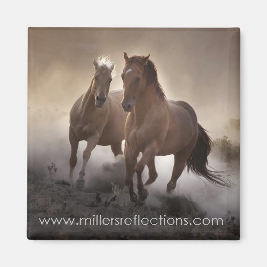 強度磁石 マグネット (正面)