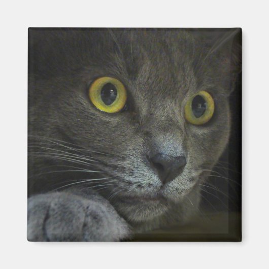 強度磁石 マグネット (正面)