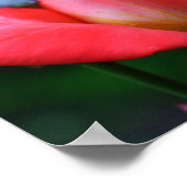 強烈なピンクのバラのつぼみと雨粒 ポスター (角)