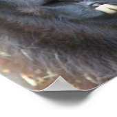 強烈なブラックラマ顔クローズアップ ポスター (角)