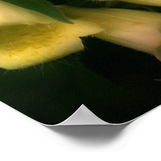 強烈な花束 ポスター (角)