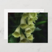 強烈な花束 ポストカード (正面/裏面)