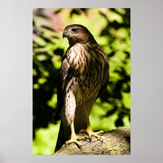 強烈な視線 ポスター (正面)