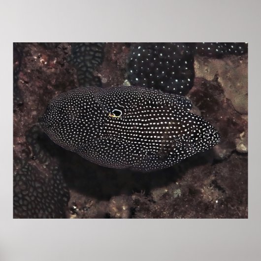 彗星 ポスター (正面)