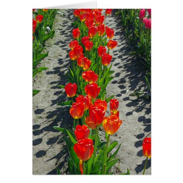 影およびI (正面)