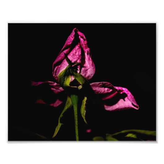 影から裏返す フォトプリント            (正面)