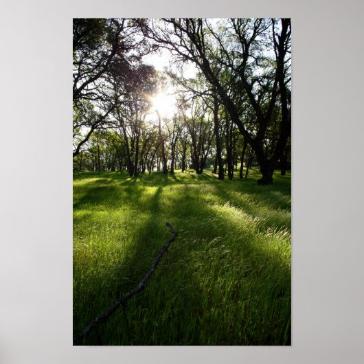 「影の森」 ポスター (正面)