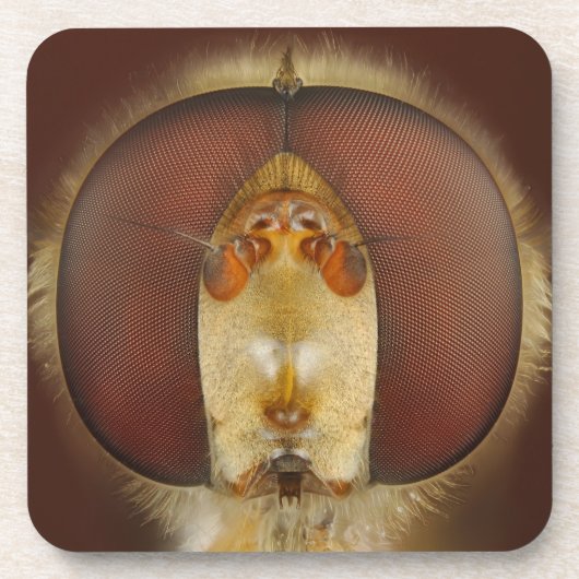 彷徨いのはえのヘッドおよび混合目 コースター (正面)