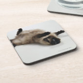 彼のにあっているヒマラヤ猫 コースター (左側)
