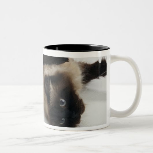 彼のにあっているヒマラヤ猫 ツートーンマグカップ (右)