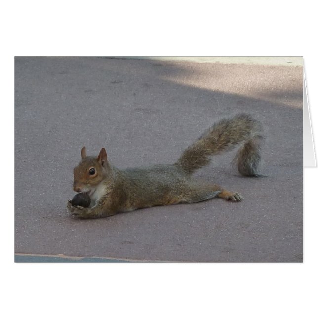 彼のナットを持つリス (正面横)