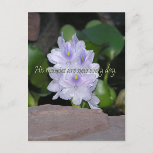 彼の性分 ポストカード (正面)