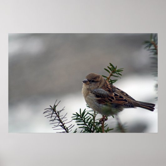 彼の目はスズメだ ポスター (正面)