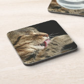 彼の足を舐めている虎猫猫 コースター (左側)
