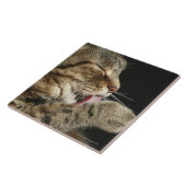 彼の足を舐めている虎猫猫 タイル (側面)