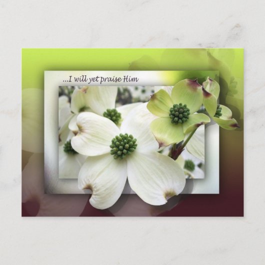 彼はまだ誉めてやる ポストカード (正面)