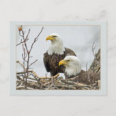 彼らの巣の中の禿げたワシの群れ ポストカード (正面)