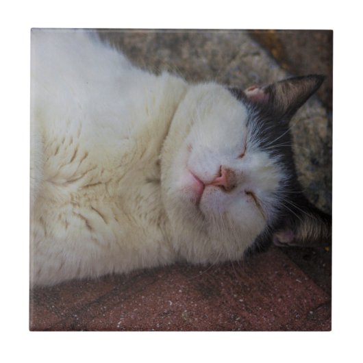 彼女で眠っている満足な猫 タイル (正面)
