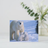 彼女に2カブスと立っている女性の白くま ポストカード (スタンド正面)