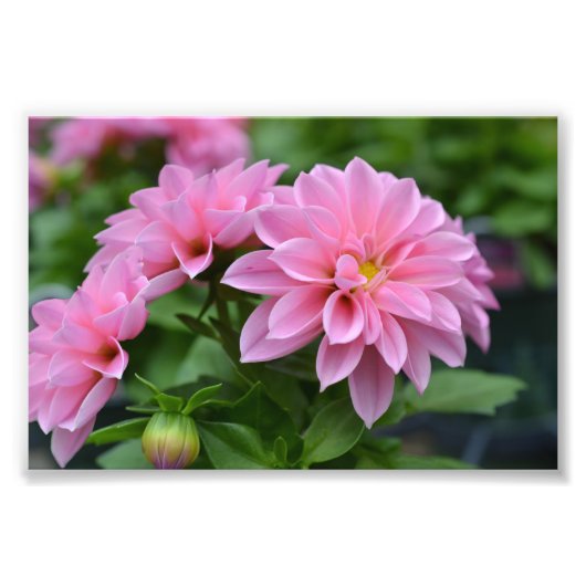 彼女のはがき フォトプリント            (正面)