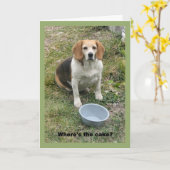 彼女のフードボウルから顔を上げるビーグル。 カード (黄色い花)