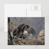 彼女のベビーとハゲ・イーグル ポストカード (正面/裏面)