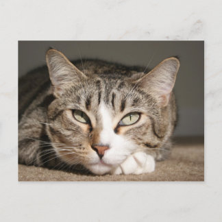 彼女の名前はアジアです ポストカード