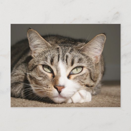 彼女の名前はアジアです ポストカード (正面)