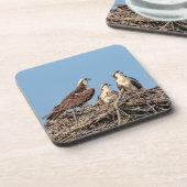 彼女の子供を持つミサゴのお母さん コースター (左側)