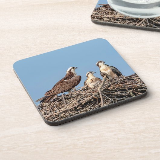 彼女の子供を持つミサゴのお母さん コースター (左側)