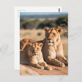 彼女の子猫と一緒の雌ライオン ポストカード (正面/裏面)