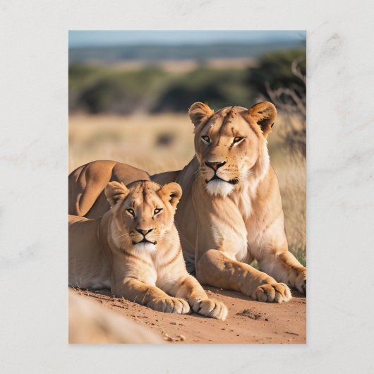 彼女の子猫と一緒の雌ライオン ポストカード (正面)