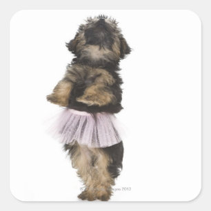 彼女の後ろ足のチュチュのヨークシャーテリアpooの子犬 スクエアシール